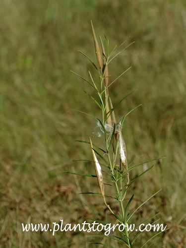 Whorled Milkweed (Asclepias verticillata)
Picture was taken in the fall. The slender seed pods (follicles) will split open allowing the fluffy, winged fruit to float away.